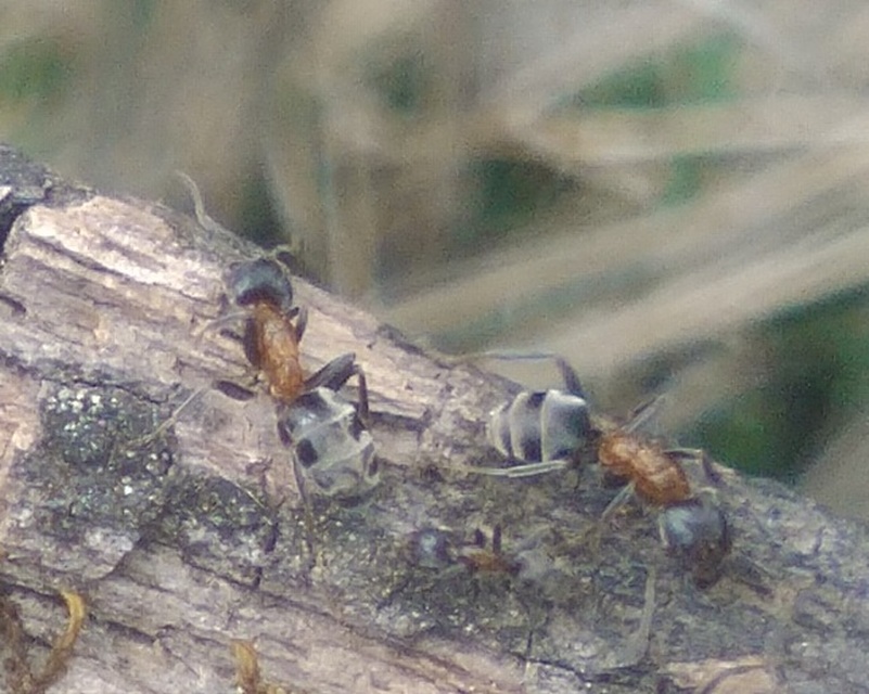 Liometopum microcephalum - tölgyfahangya