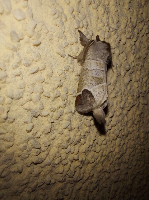 Clostera curtula - rövidszárnyú levélszövő
