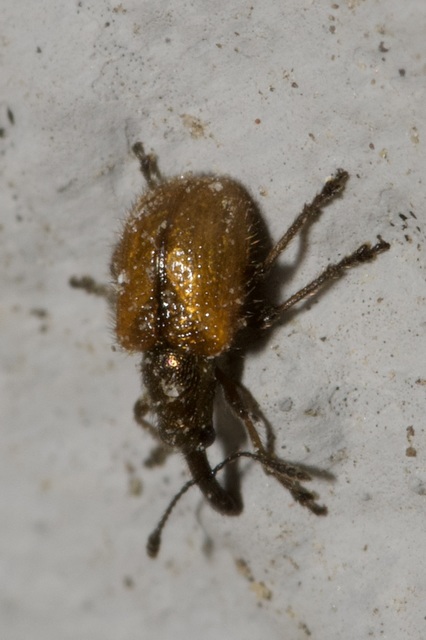 Tatianaerhynchites aequatus - piros kökényeszelény