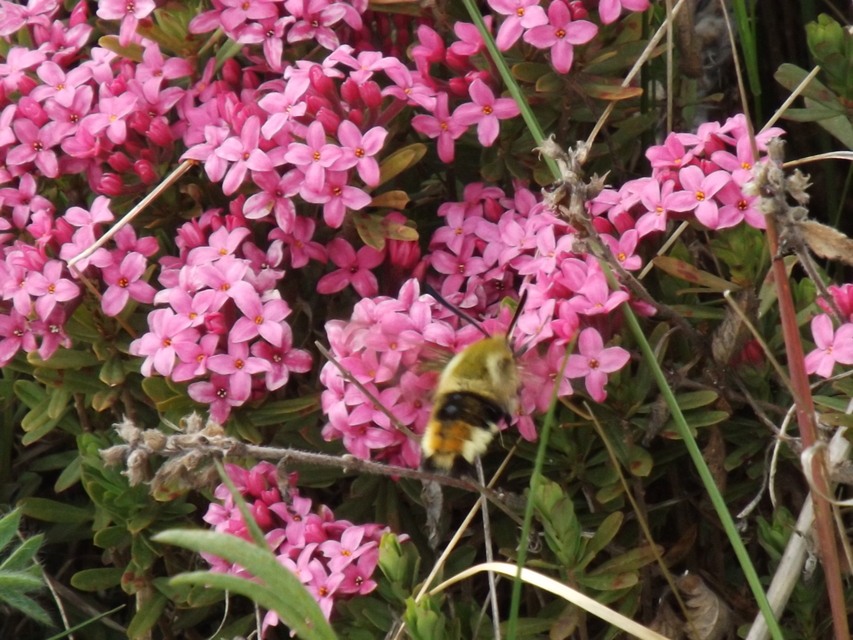 Hemaris tityus - pöszörszender Hemaris tityus - pöszörszender