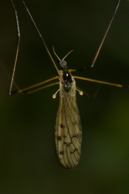 Limonia pannonica - pannon iszapszúnyog