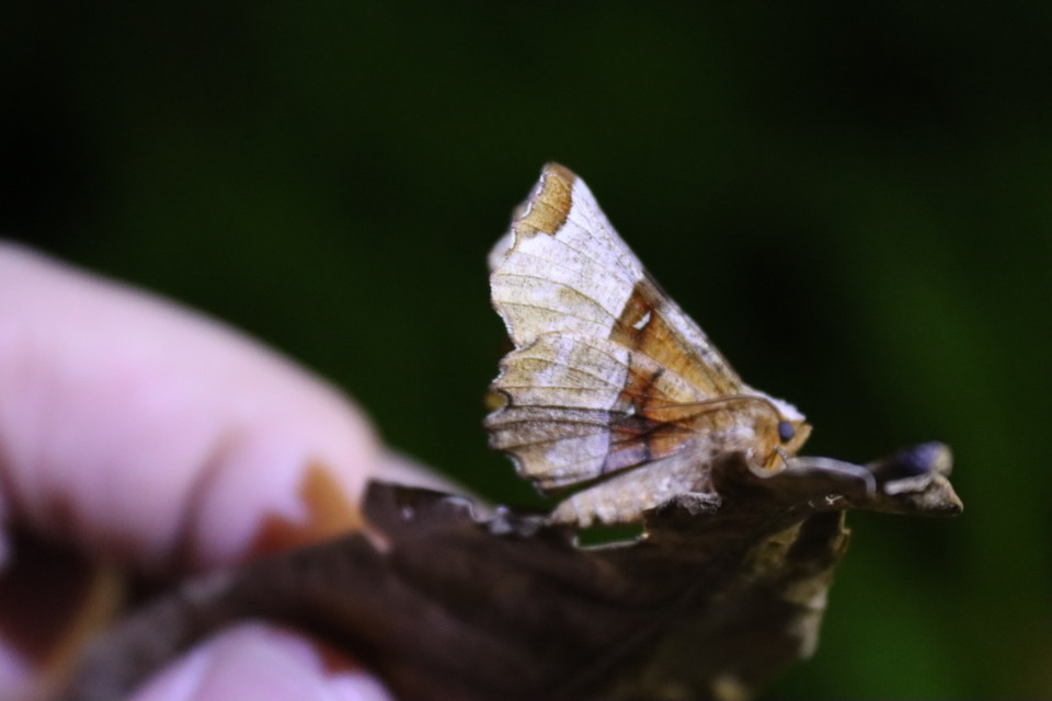Selenia lunularia - egyfoltos holdasaraszoló