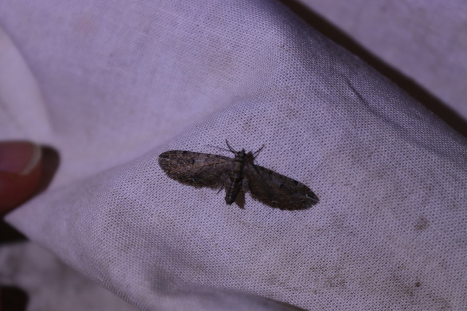 Eupithecia innotata - hegyesszárnyú törpearaszoló