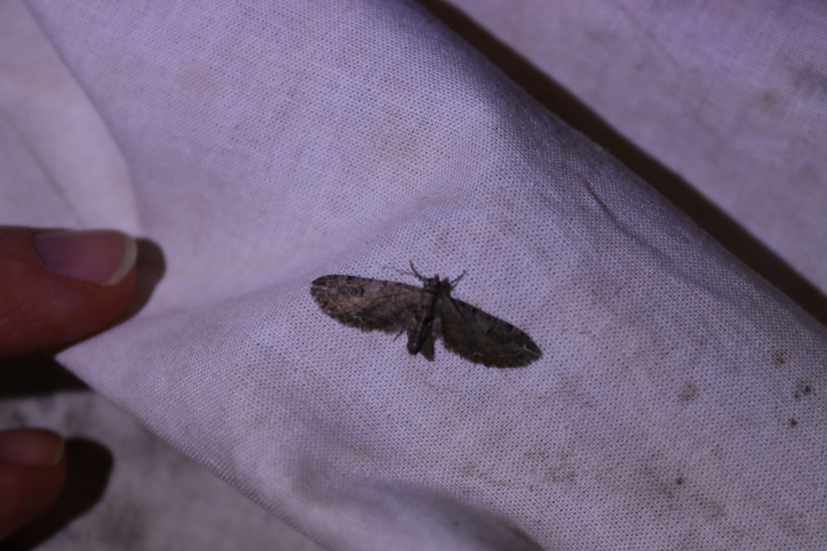 Eupithecia ochridata - mezeiüröm-törpearaszoló