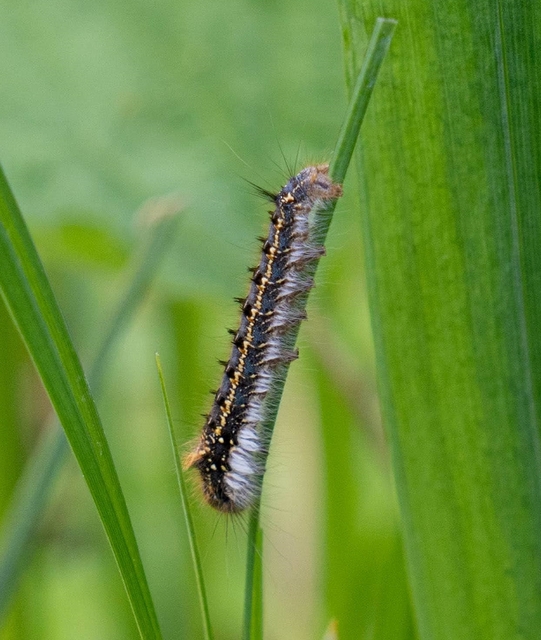 Euthrix potatoria - szomjas pohók
