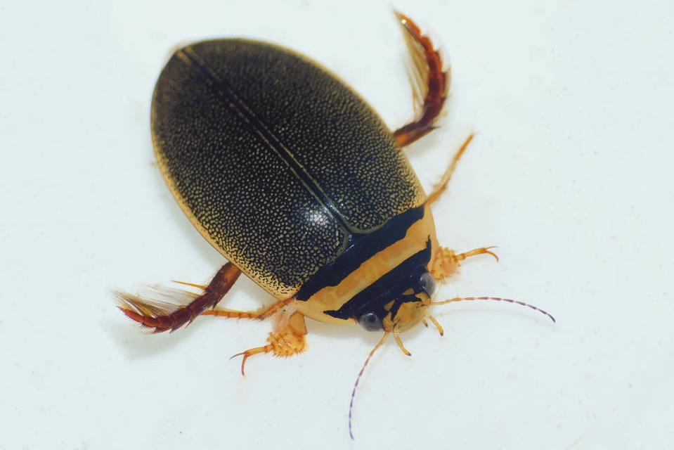 Graphoderus austriacus - kis tavicsíkbogár