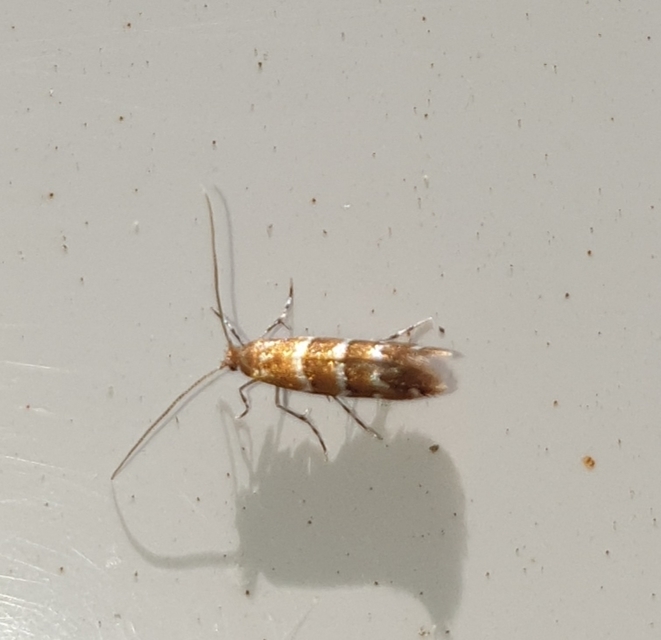 Cameraria ohridella - vadgesztenye-sátorosmoly