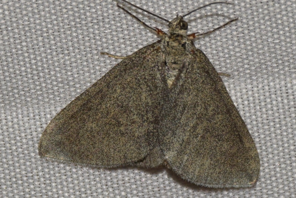 Lithostege griseata - szürke araszoló