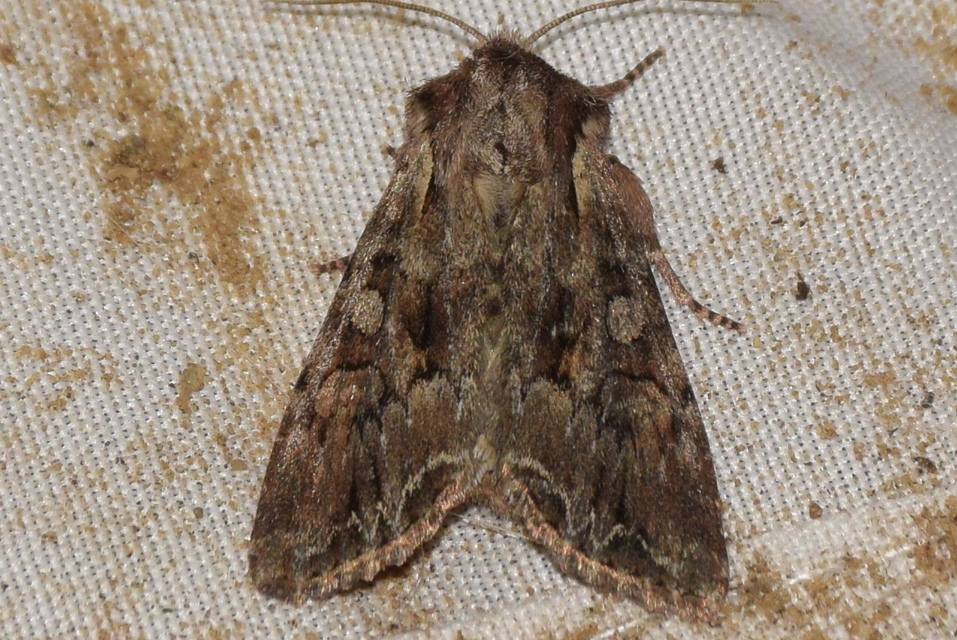Lacanobia thalassina - borbolya-kertibagoly