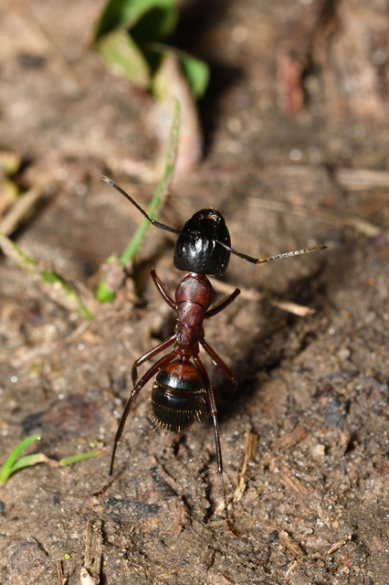 Camponotus ligniperda - faodvasító lóhangya