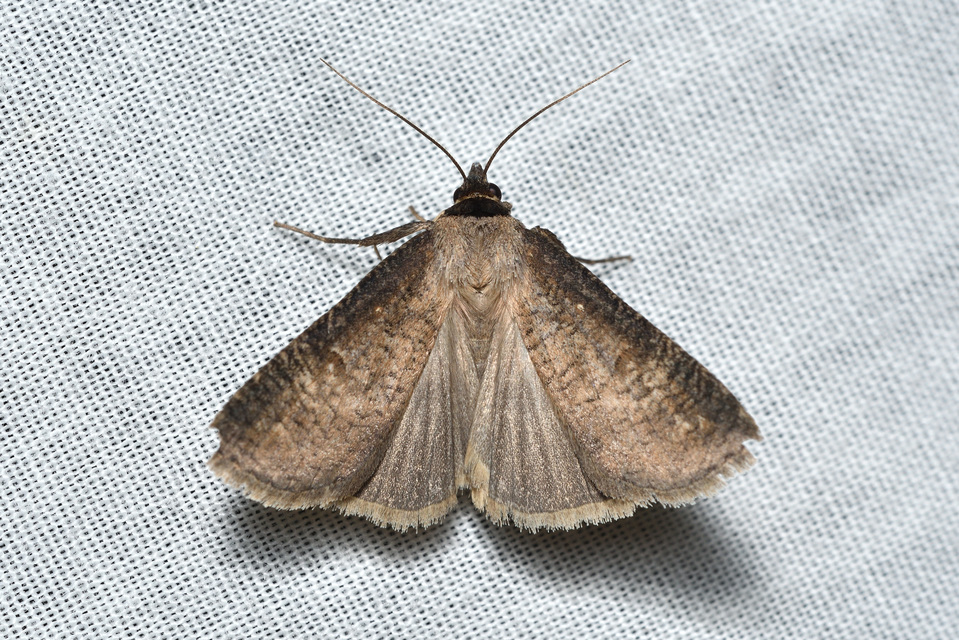 Lygephila procax - fekete csüdfűbagoly