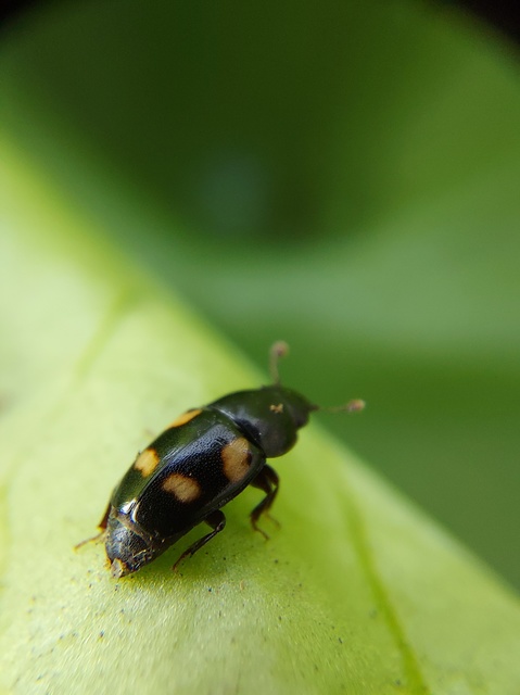 Glischrochilus quadrisignatus - amerikai fénybogár Glischrochilus quadrisignatus - amerikai fénybogár