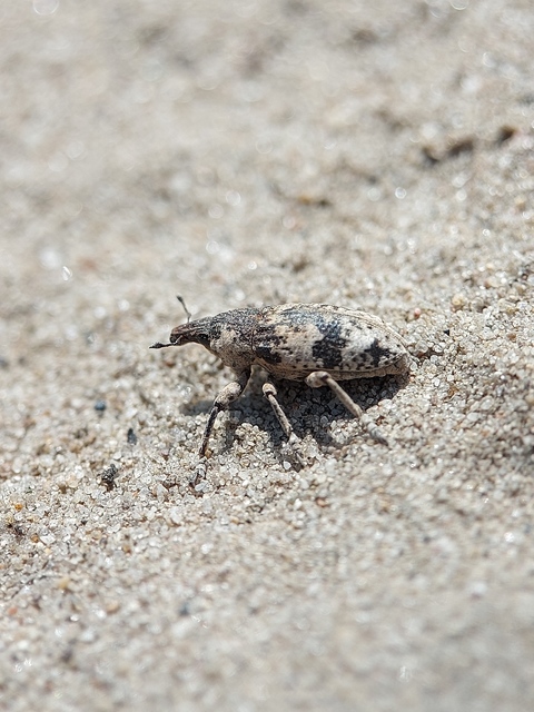 Bothynoderes affinis - sávos barkó