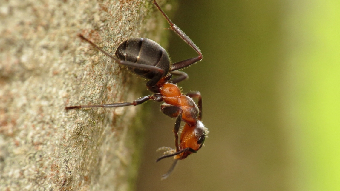 Formica pratensis - réti vöröshangya