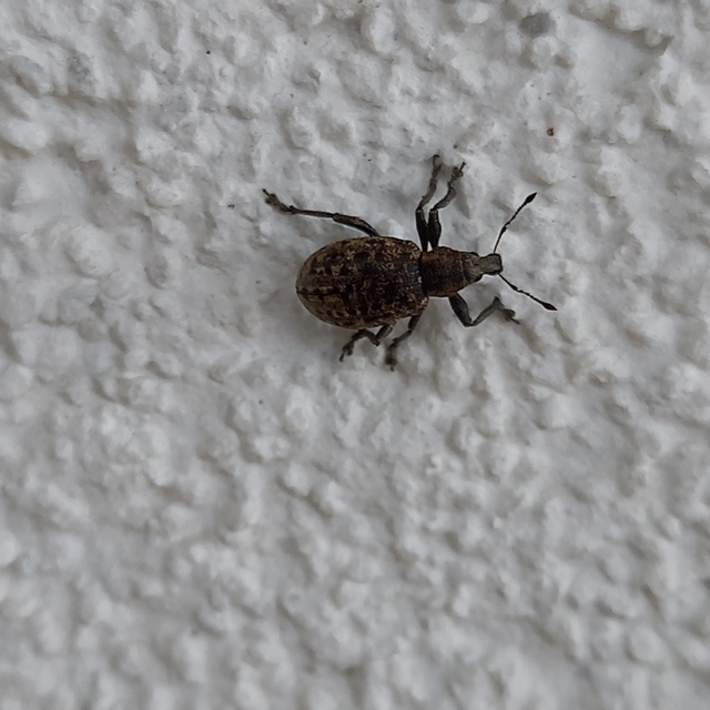 Liophloeus tessulatus - kockás barabolyormányos