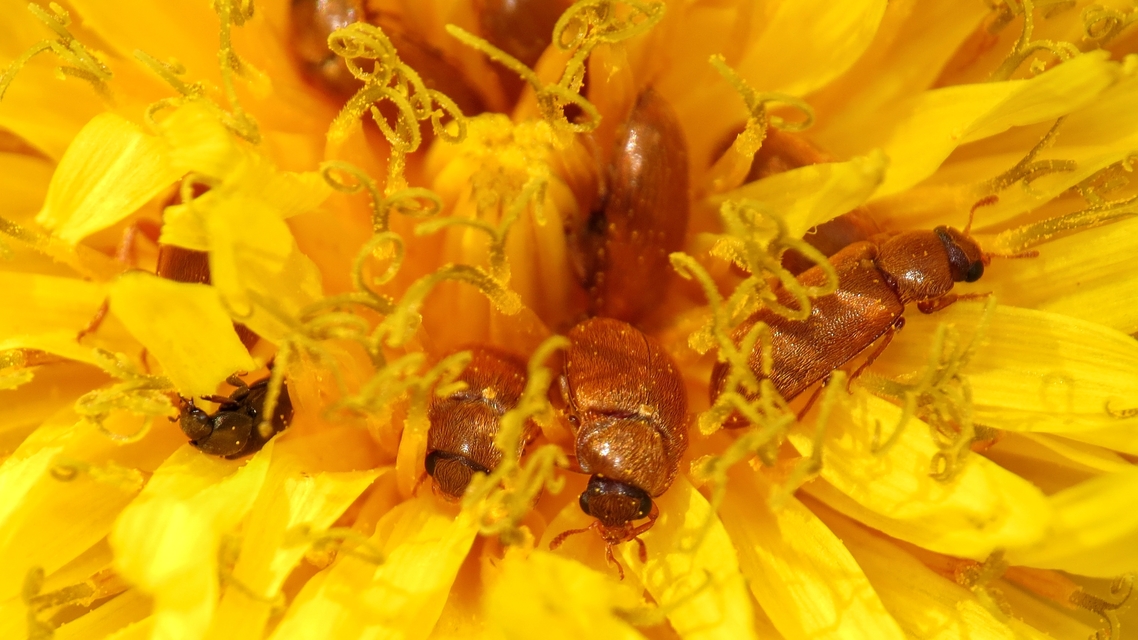 Byturus ochraceus - gyömbérgyökérbogár