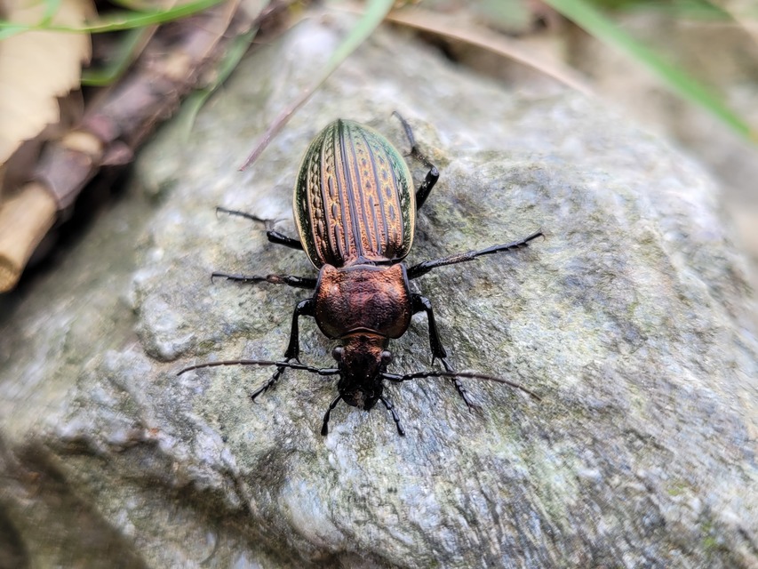 Carabus ulrichii - rezes futrinka