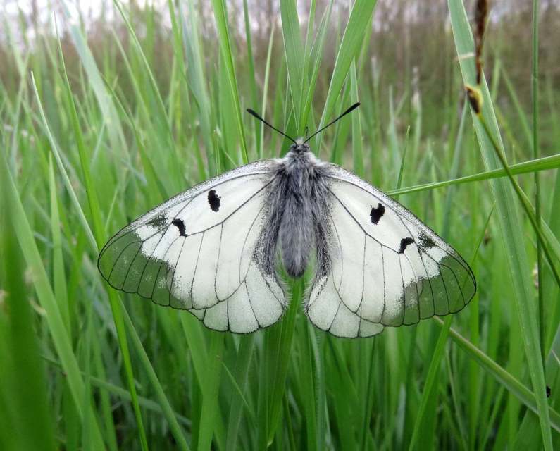 Parnassius mnemosyne - kis apollólepke Parnassius mnemosyne - kis apollólepke