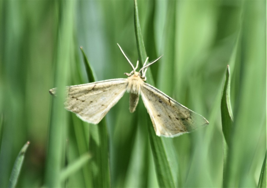 Hypoxystis pluviaria - hegyesszárnyú lápiaraszoló