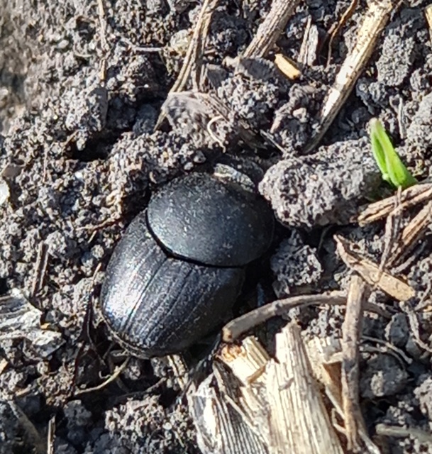 Onthophagus vitulus - ürgevendég trágyatúró