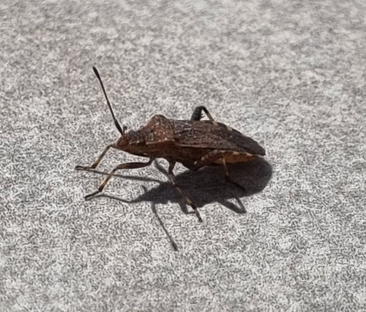 Ceraleptus gracilicornis - tüskéslábú karimáspoloska