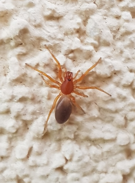 Dysdera