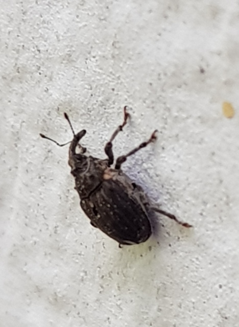 Stenocarus cardui - pipacsgyökér-ormányos