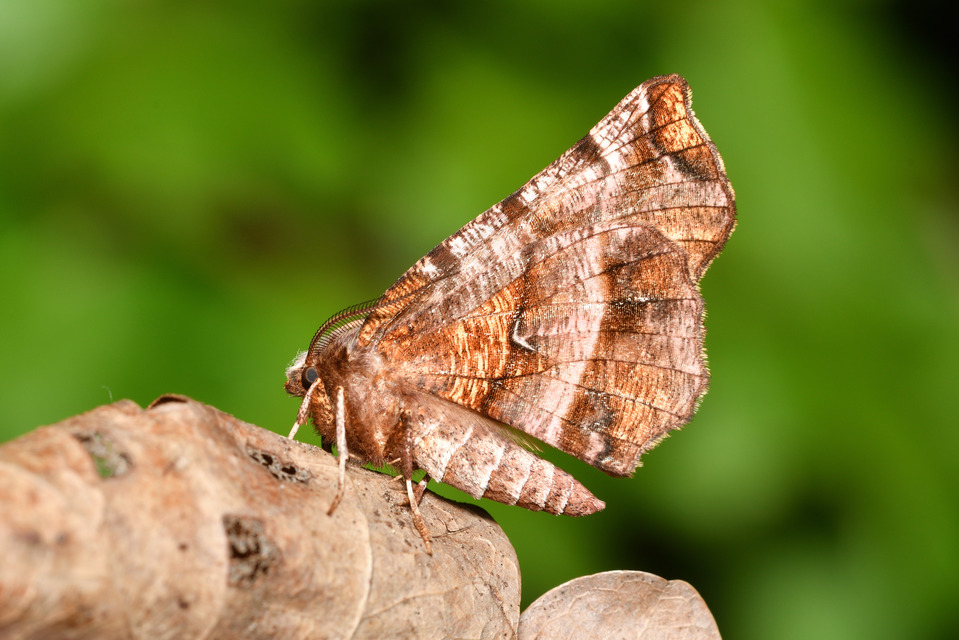 Selenia dentaria - kétfoltos holdasaraszoló