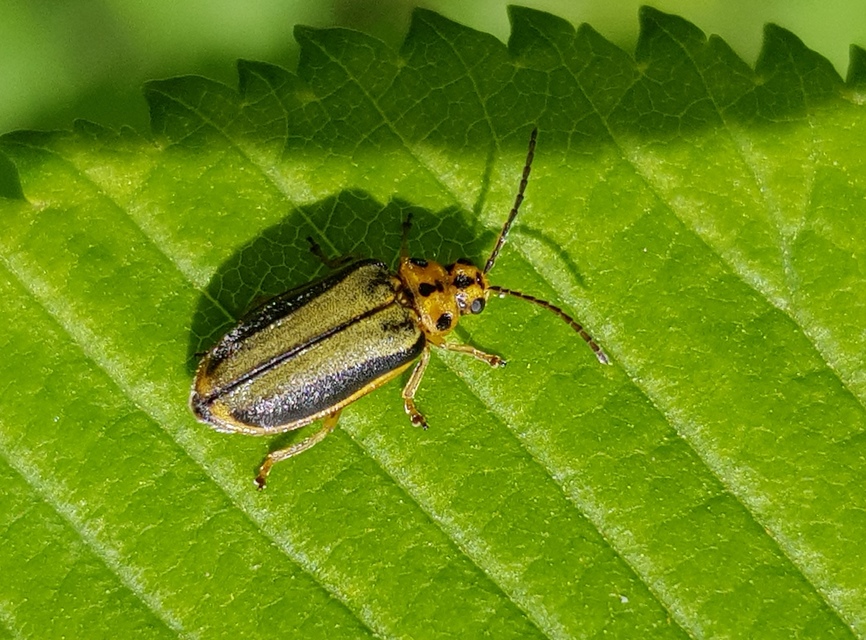 Xanthogalerucella luteola - szilfa-olajosbogár