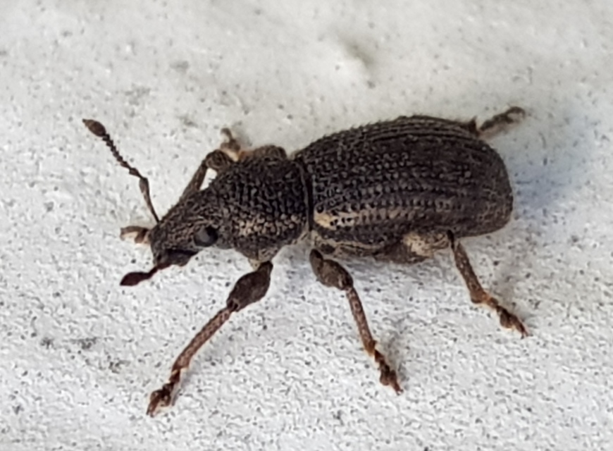 Mesagroicus obscurus - dülledtszemű libatopormányos