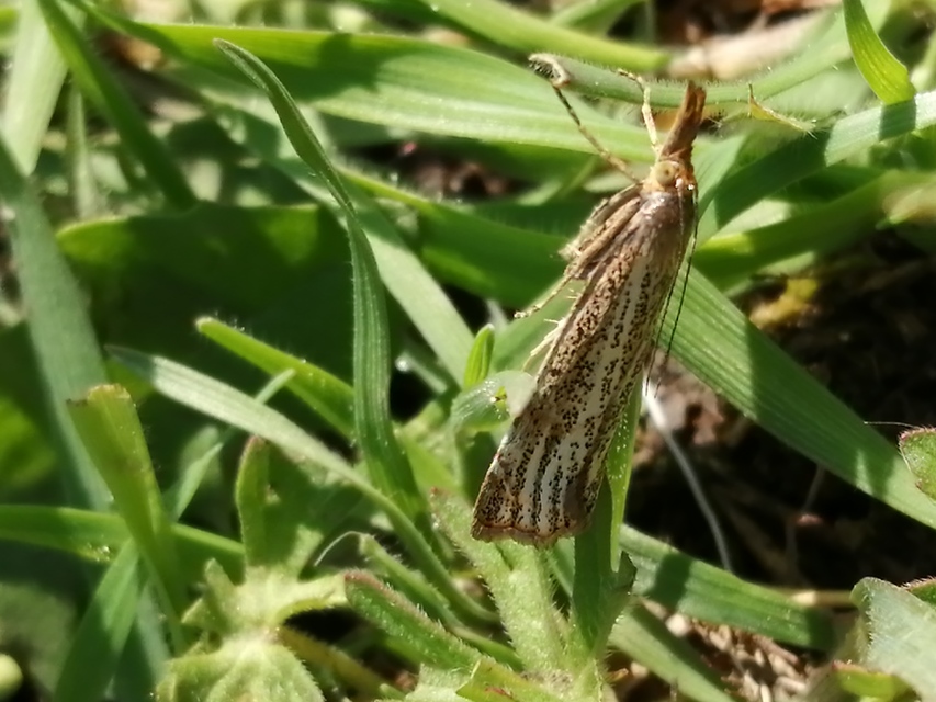 Thisanotia chrysonuchella - tavaszi fűgyökérmoly