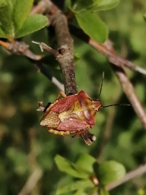Carpocoris