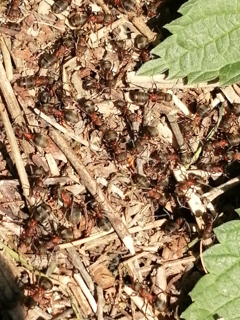 Formica pratensis - réti vöröshangya