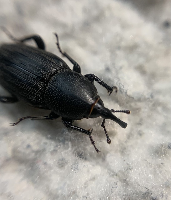 Sphenophorus striatopunctatus - mezei zsuzsok