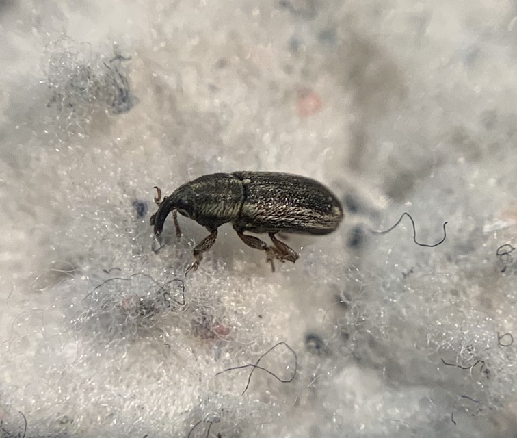 Mecinus circulatus - sávos útifűormányos