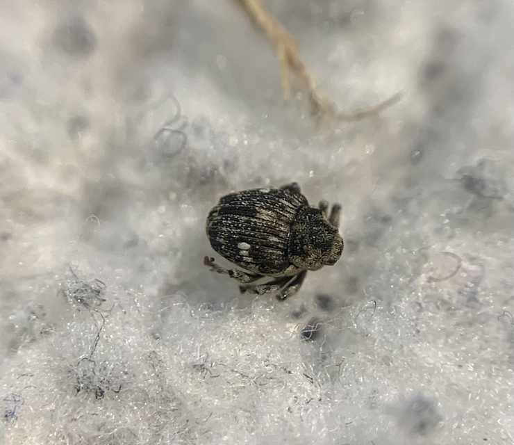 Nedyus quadrimaculatus - közönséges csalánormányos