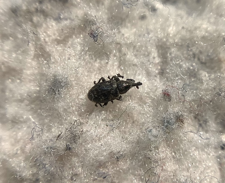 Smicronyx jungermanniae - közönséges arankaormányos