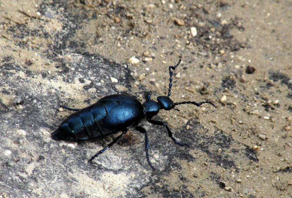Meloe violaceus - kék nünüke