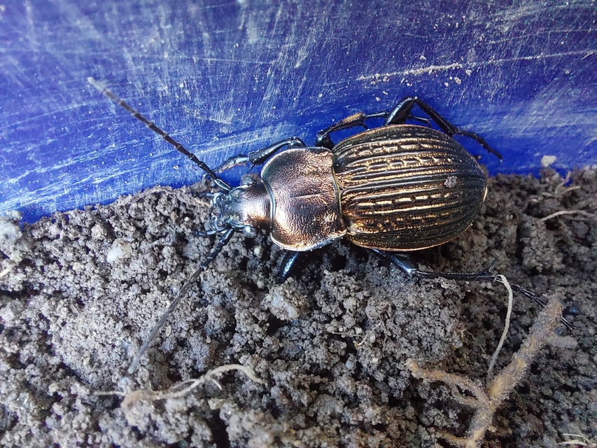 Carabus ulrichii - rezes futrinka