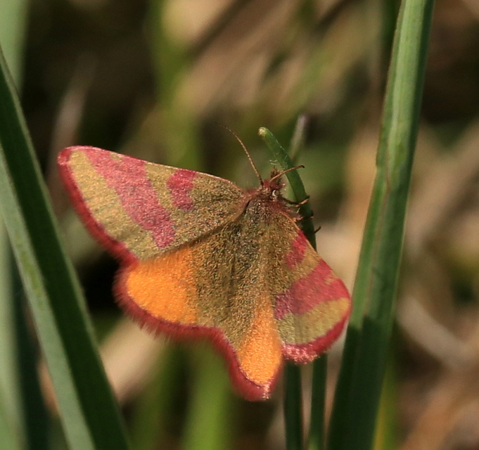 Lythria cruentaria - bíborcsíkos araszoló