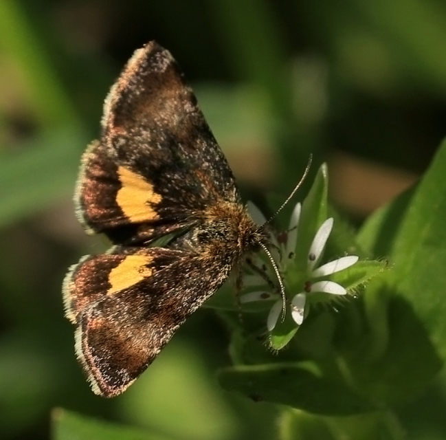 Panemeria tenebrata - apró sárgabagoly