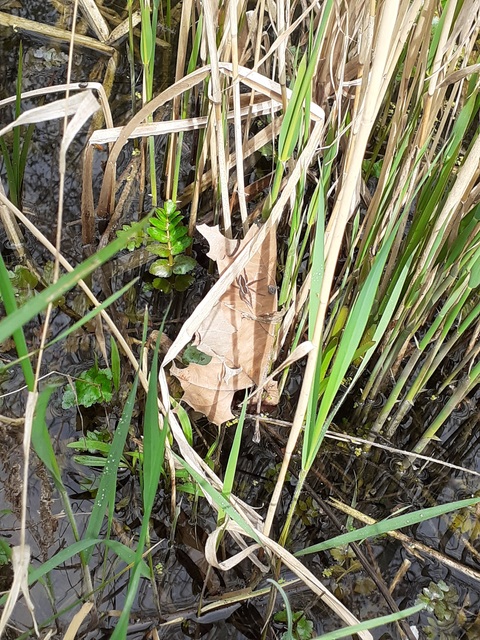 Dolomedes plantarius/fimbriatus