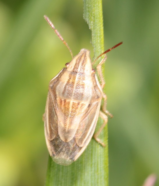 Aelia acuminata - közönséges szipolypoloska Aelia acuminata - közönséges szipolypoloska