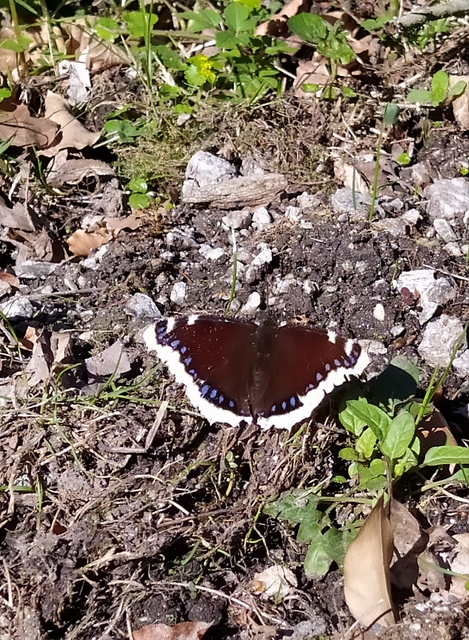 Nymphalis antiopa - gyászlepke