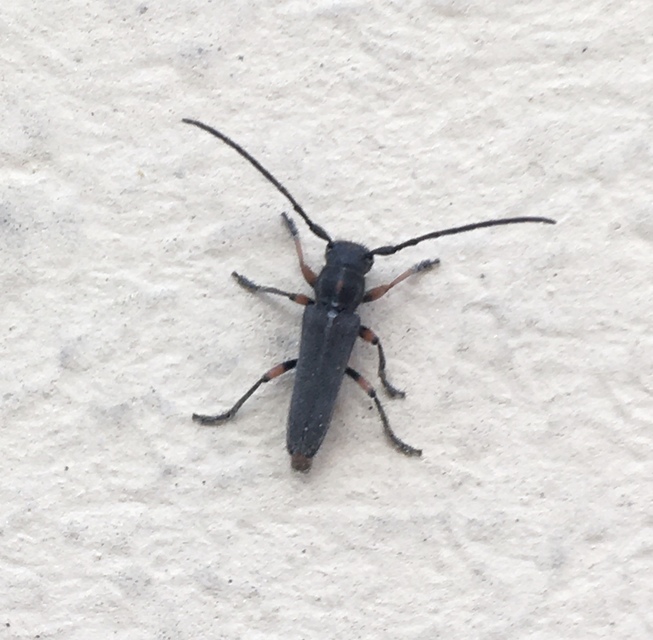 Phytoecia pustulata - parányi fűcincér