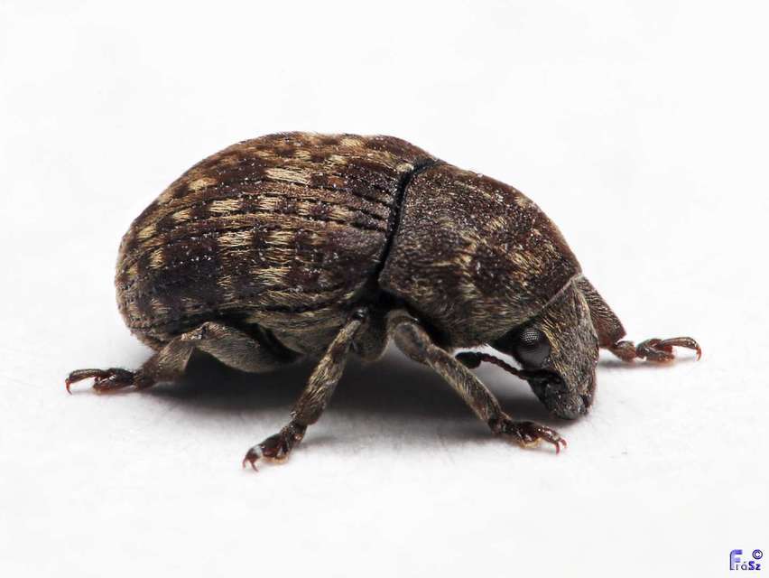 Anthribus nebulosus - ködfoltos pajzstetvész-orrosbogár