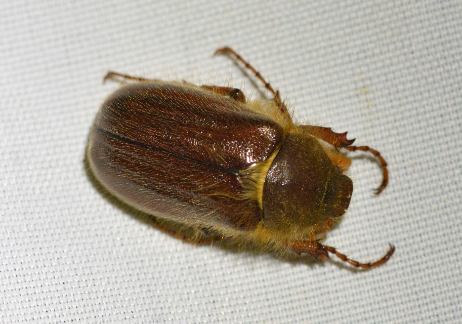 Holochelus vernus - tavaszi cserebogár