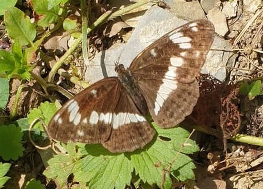 Limenitis camilla - kis lonclepke