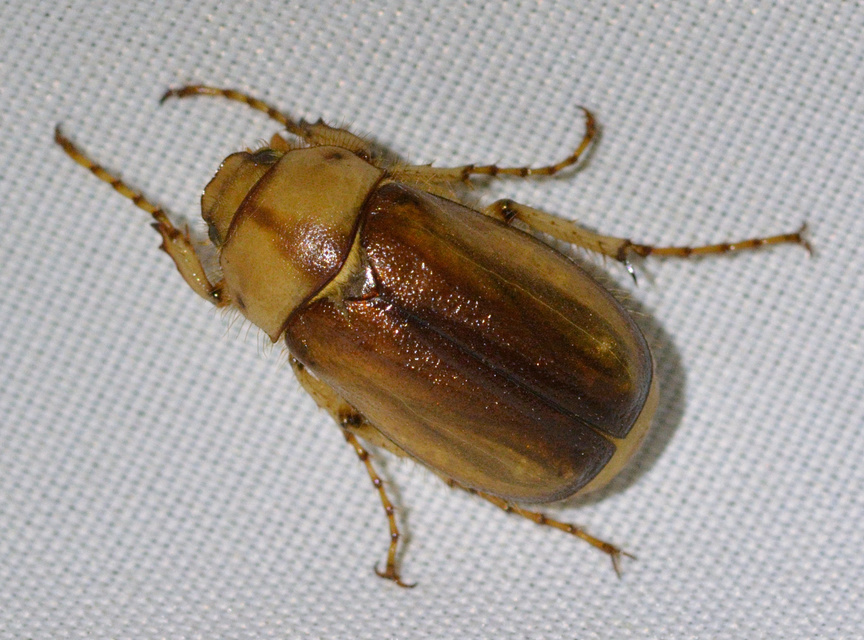 Rhizotrogus aestivus - tavaszvégi cserebogár