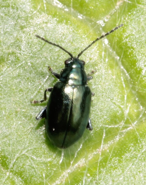 Altica